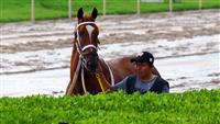 Naval Command filly